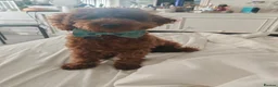 Toy Poodle dogs for sale: 7 month old red toy poodle in Skegness - Advert 3