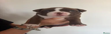 American Bully 3
