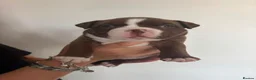 American Bully dogs for sale: Pocket bully - Advert 5