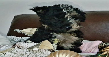 Mixed Breed dogs STUNNING FOODLE PUPPIES - Advert 4