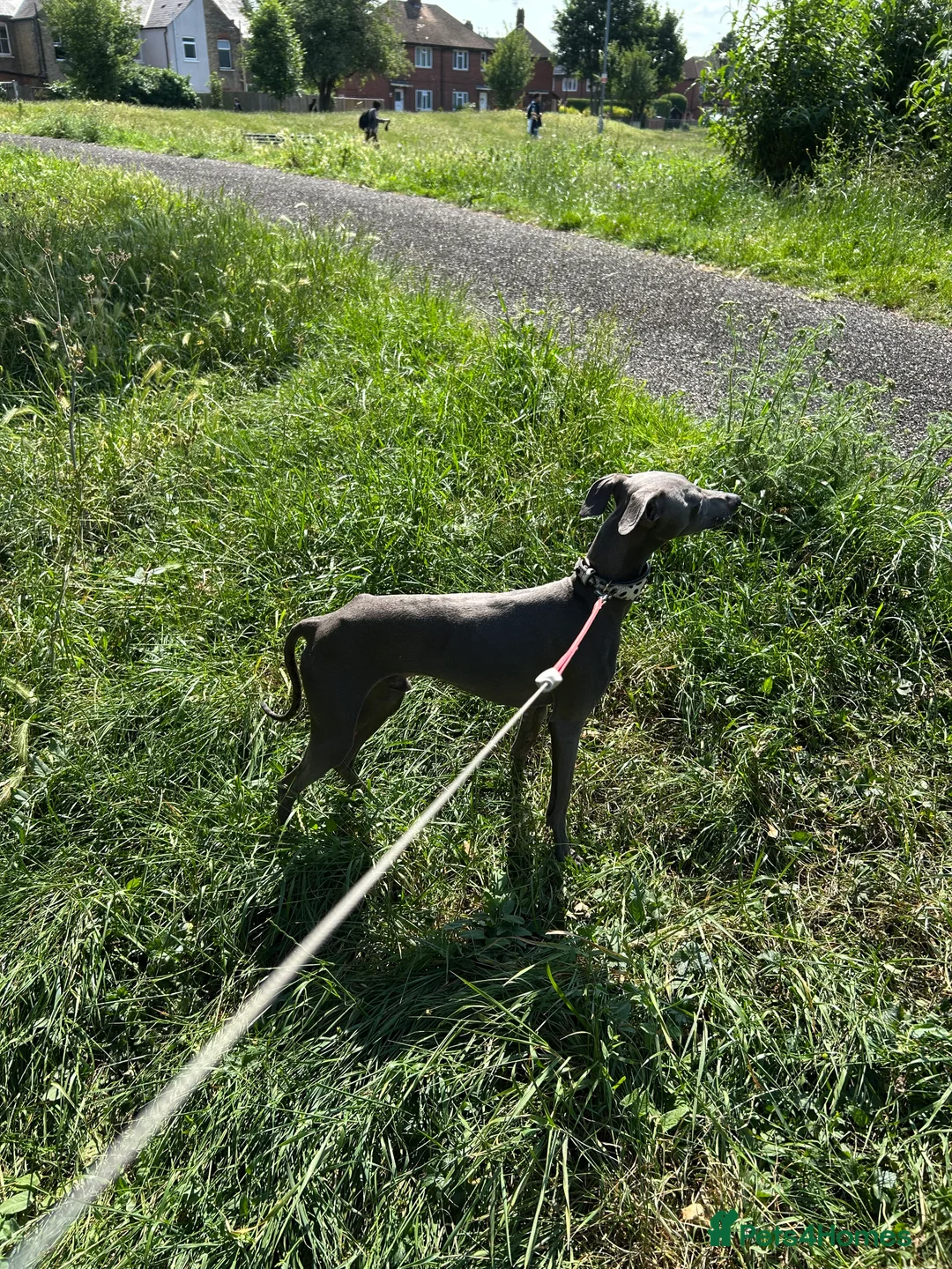 Italian Greyhound dogs for stud: Proven handsome blue Italian greyhound  in London - Advert 9