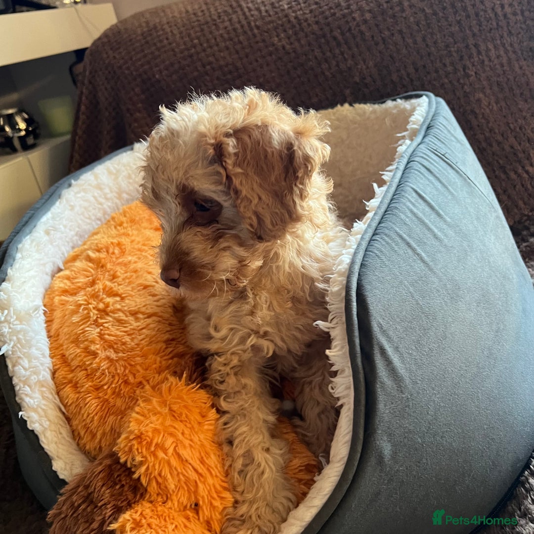 Mixed Breed dogs for sale: F1b Australian Labradoodle  - Advert 23