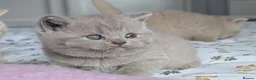 British Shorthair cats for sale: Exceptional British Shorthair kittens 🔥💥 - Advert 4