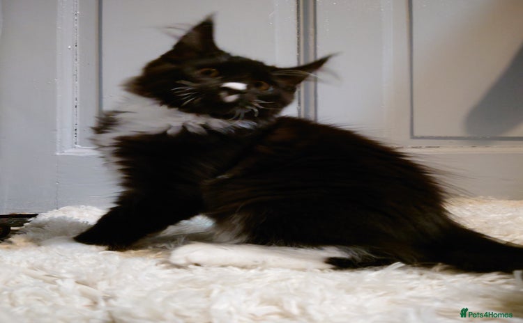 Maine Coon cats - Advert 6