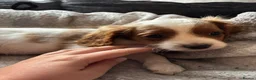 Cavapoo dogs for sale: ONLY TWO LEFT! Beautiful Cavapoo Puppies - Advert 4