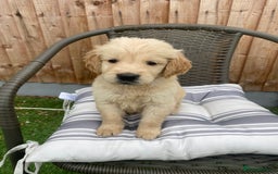 Golden Retriever dogs for sale: KC REGISTERED ®️ GOLDEN RETRIEVER PUPPIES 🐶 ❤️ - Image 29
