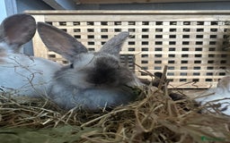 Mixed Breed rabbits for sale: Baby Rabbits  - Image 2