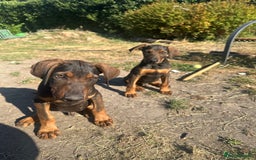 Mixed Breed dogs for sale: *ONLY 2 LEFT* Stunning Doberman/Shepheard PUPPIES - Image 7