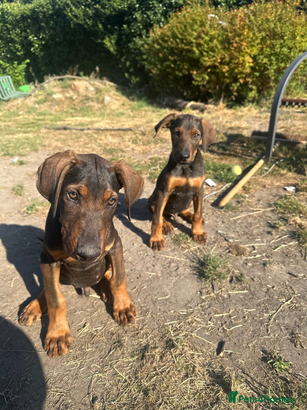 Mixed Breed dogs for sale: *ONLY 2 LEFT* Stunning Doberman/Shepheard PUPPIES - Image 7