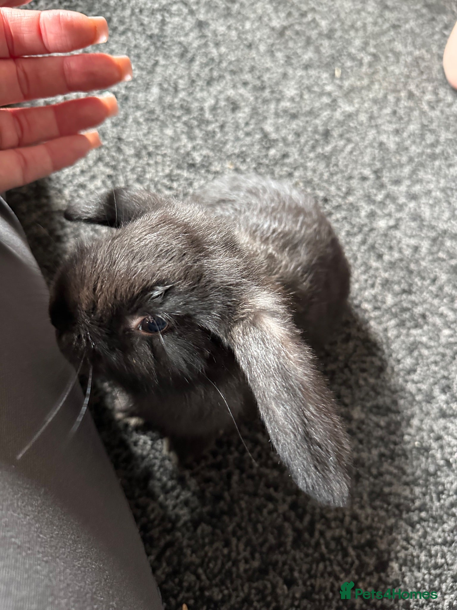 Mini Lop rabbits Baby mini lops - Advert 2
