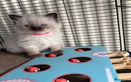 Ragdoll cats for sale: Ragdoll kittens for sale  in Runcorn - Image 13