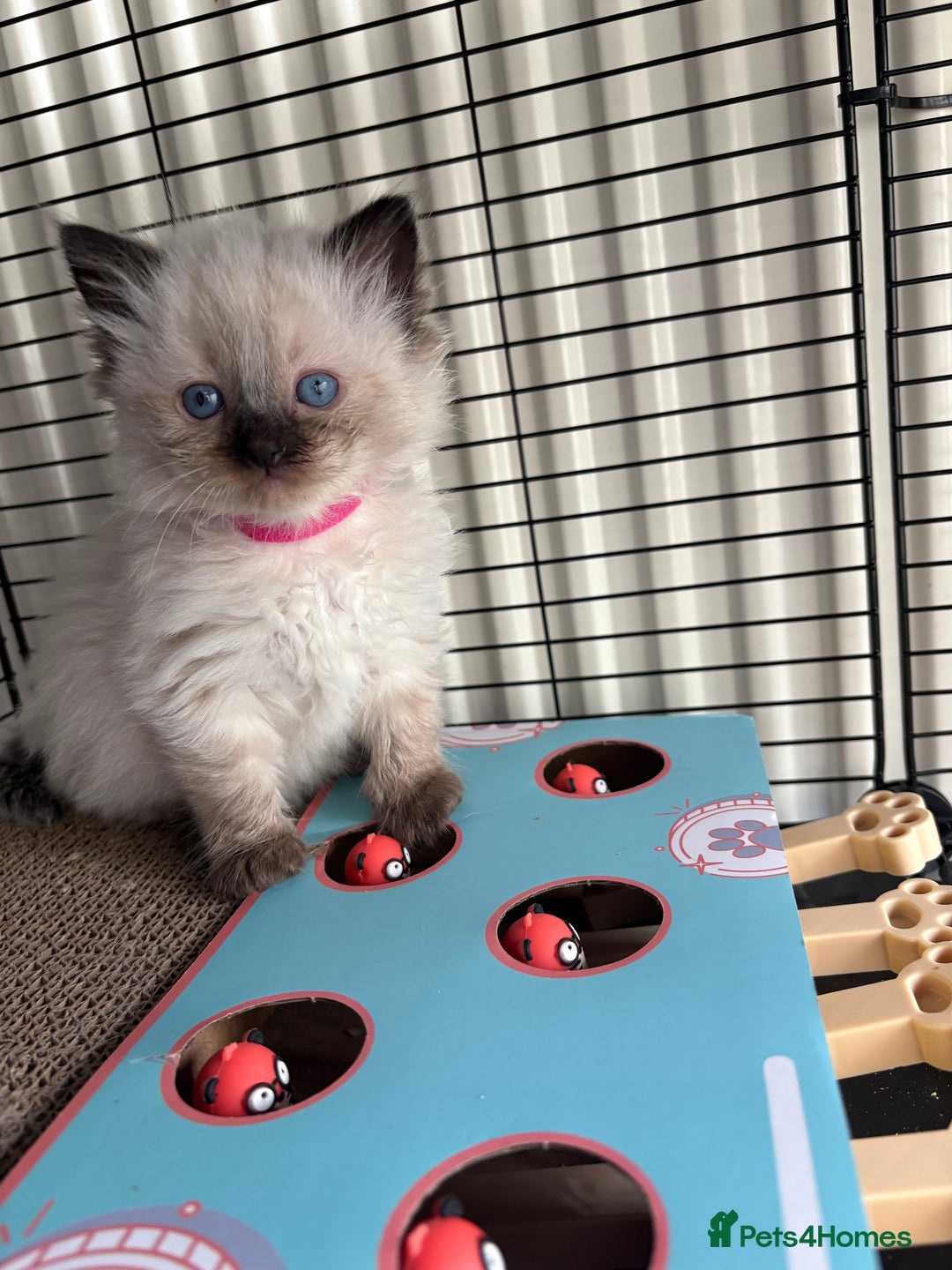 Ragdoll cats for sale: Ragdoll kittens for sale  in Runcorn - Image 13