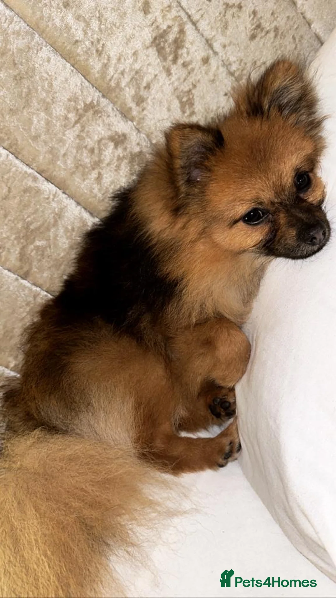 Pomeranian dogs for stud: beautiful Pomeranian boy Norman in Shildon - Advert 3