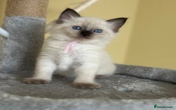 Ragdoll cats for sale: ✨Seal Point Male - Ready from 15th Nov 💙 - Image 16
