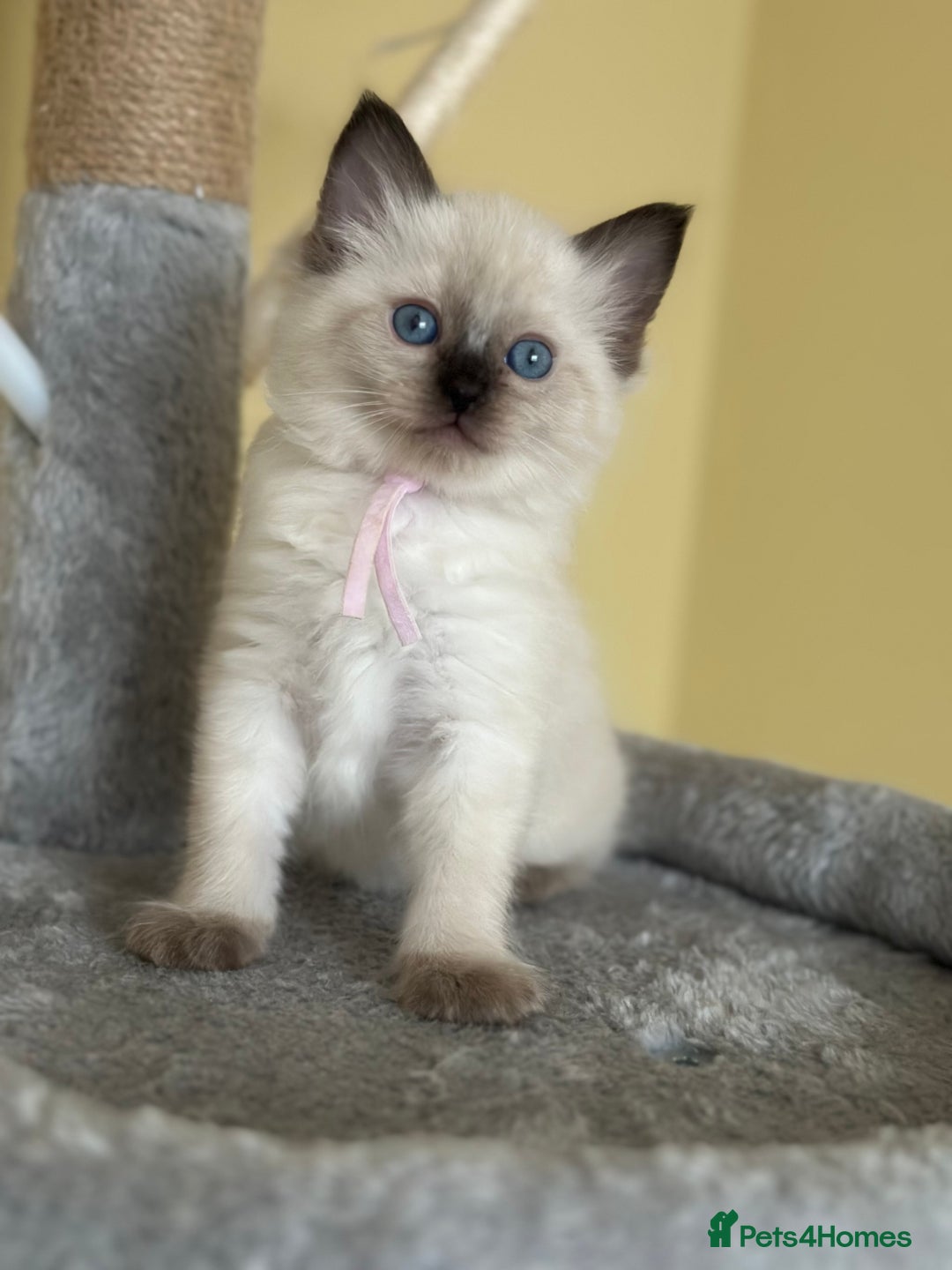 Ragdoll cats for sale: ✨Seal Point Male - Ready from 15th Nov 💙 - Image 16