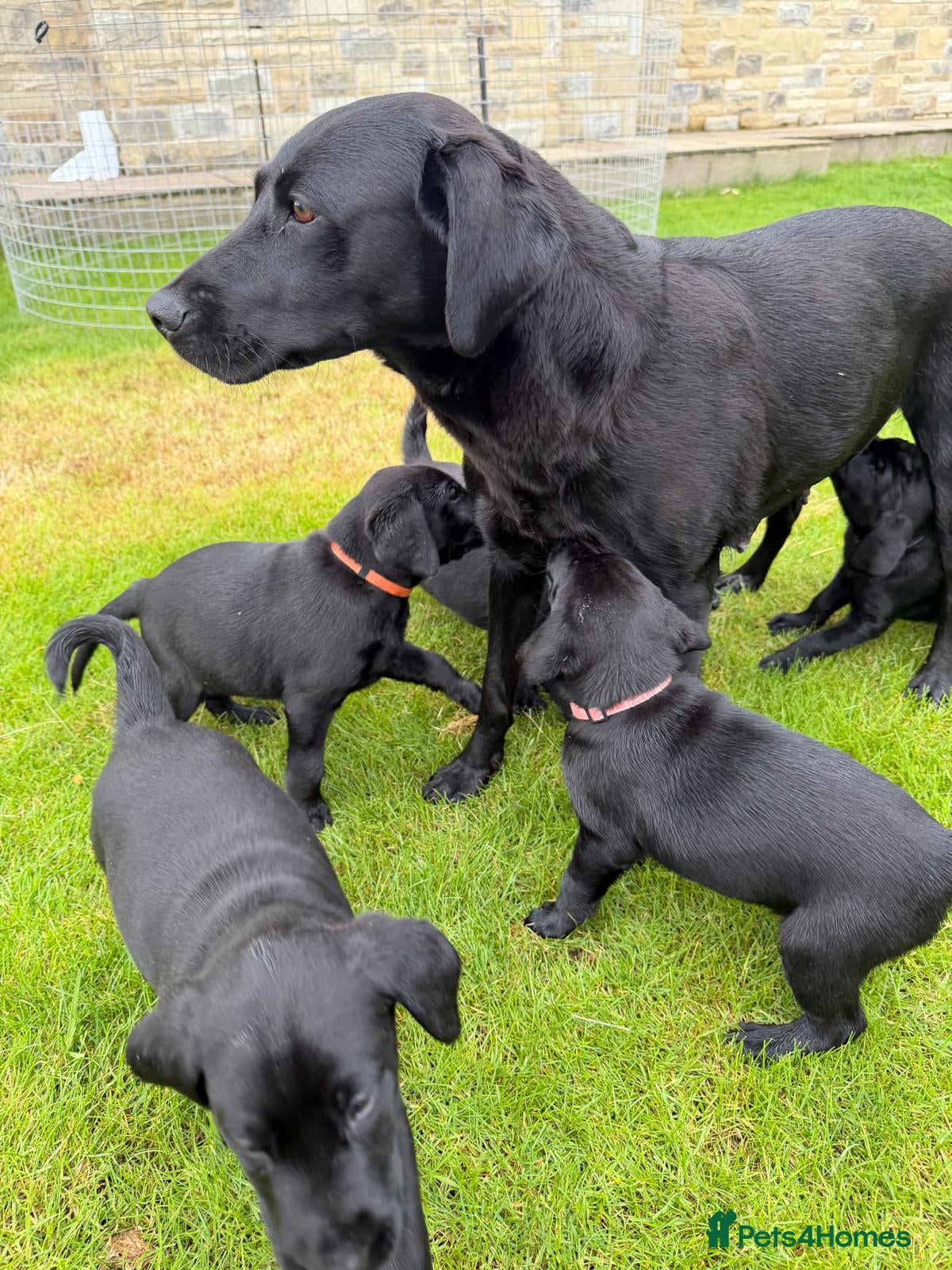 Labrador Retriever dogs for sale: KC Reg Black Labrador Pups, FT Ch Bred - Advert 1