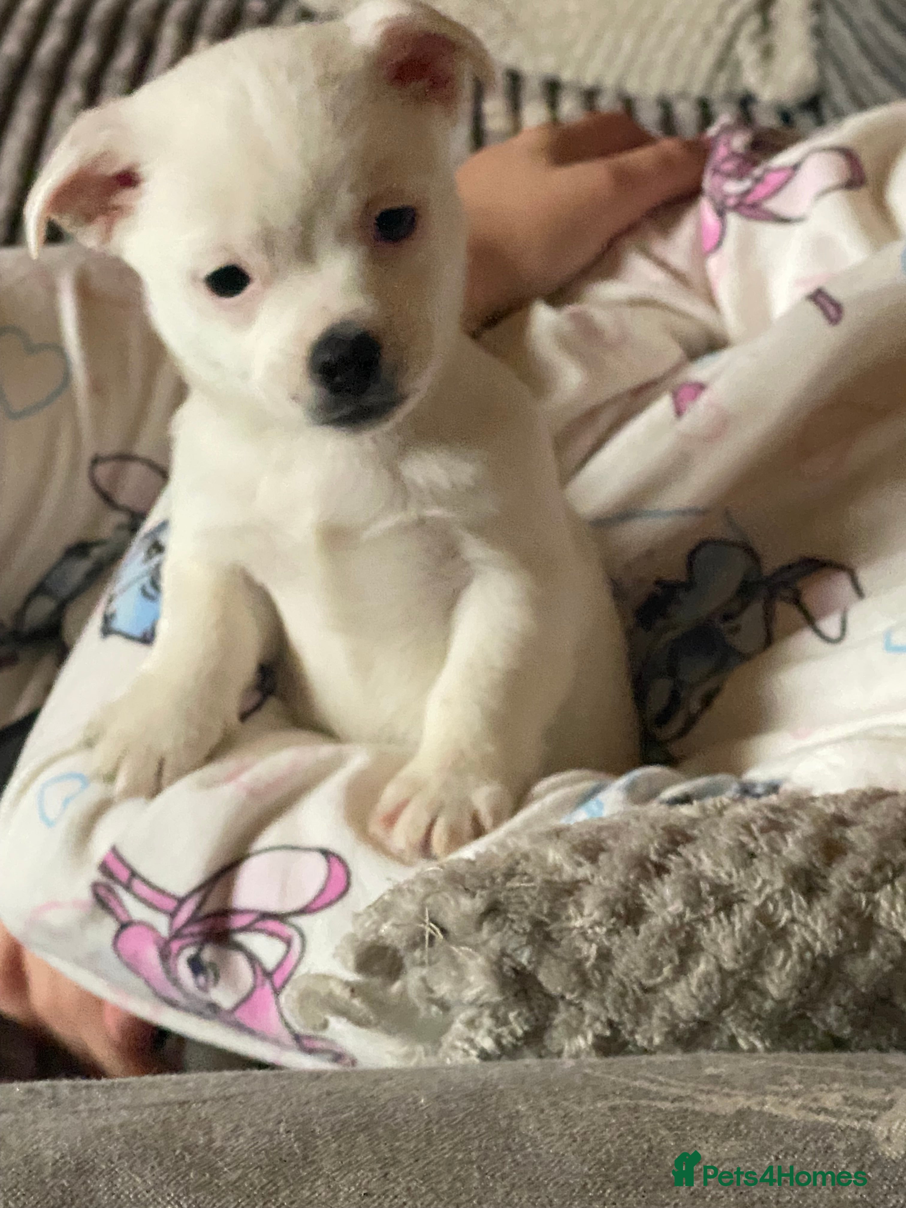 Jack Russell dogs Jack Russell - Advert 1