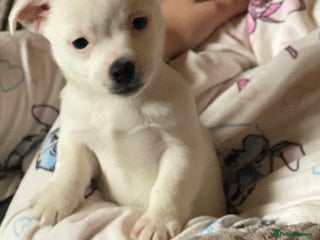 Jack Russell dogs Jack Russell - Advert 1