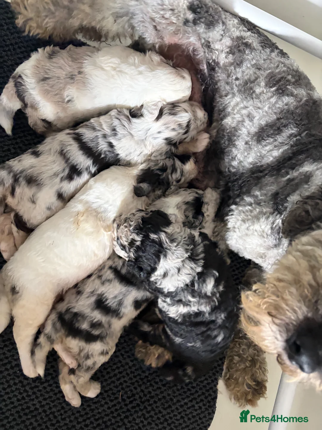 Sheepadoodle dogs for sale: Medium Sheepadoodle Blue and White  - Advert 1