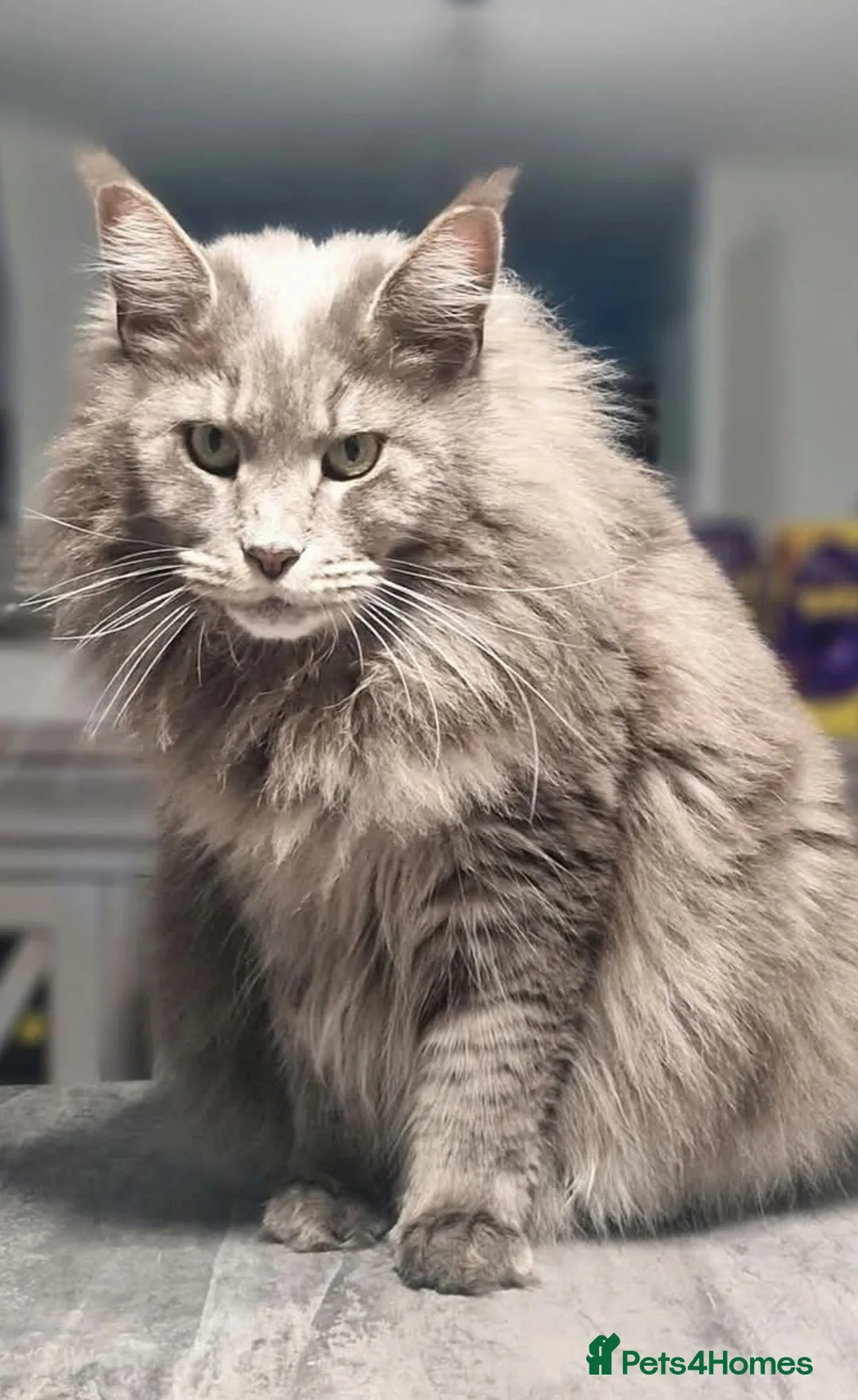 Maine Coon cats for sale: Maine coon female  - Advert 2