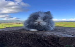Lionhead rabbits for sale: Double Maned Lionhead Rabbits  - Image 2