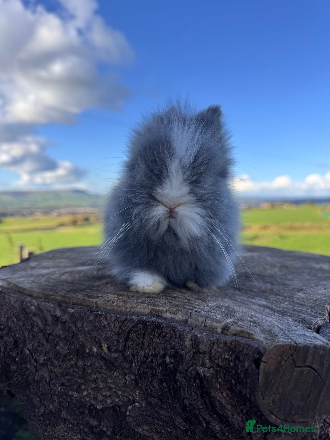 Lionhead rabbits for sale: Double Maned Lionhead Rabbits  - Image 2