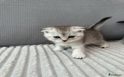 Scottish Fold cats for sale: Scotish fold kittens  - Image 6