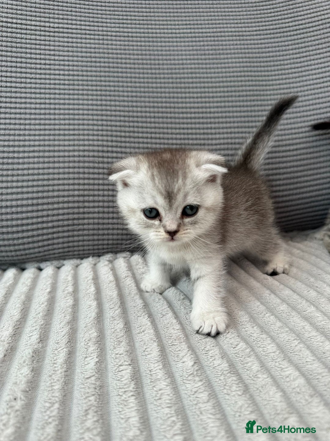 Scottish Fold cats for sale: Scotish fold kittens  - Image 6