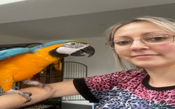 Macaws birds for sale: 6yr old Blue/Gold Wing Macaw  - Image 10