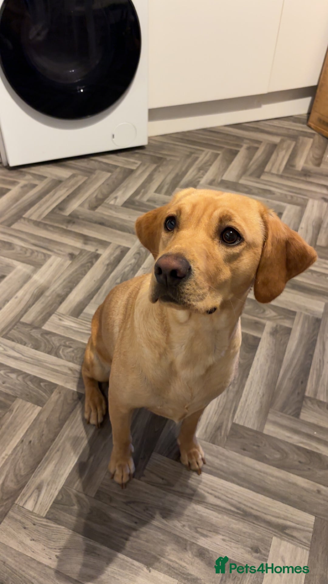 Labrador Retriever dogs for sale: Labrador for sale - Image 1