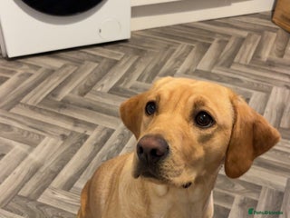 Labrador Retriever dogs - Advert 26