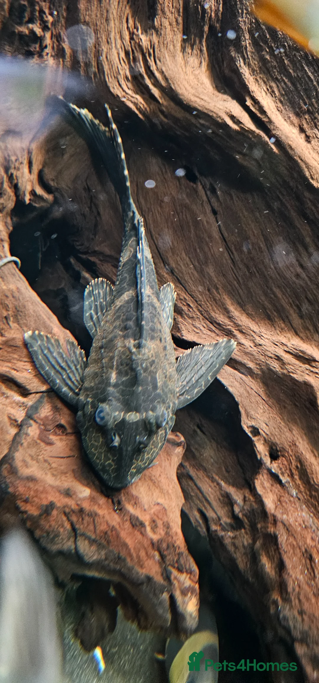 Plecos fish for sale: Pleco Medium in Welwyn Garden City - Advert 1