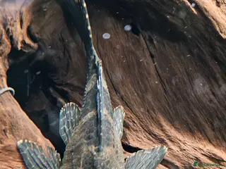 Plecos fish Pleco Medium - Advert 1