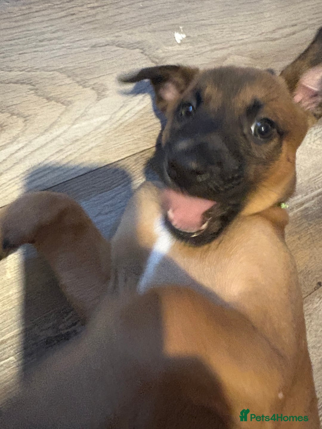 Mixed Breed dogs for sale: Mali puppies  - Advert 5