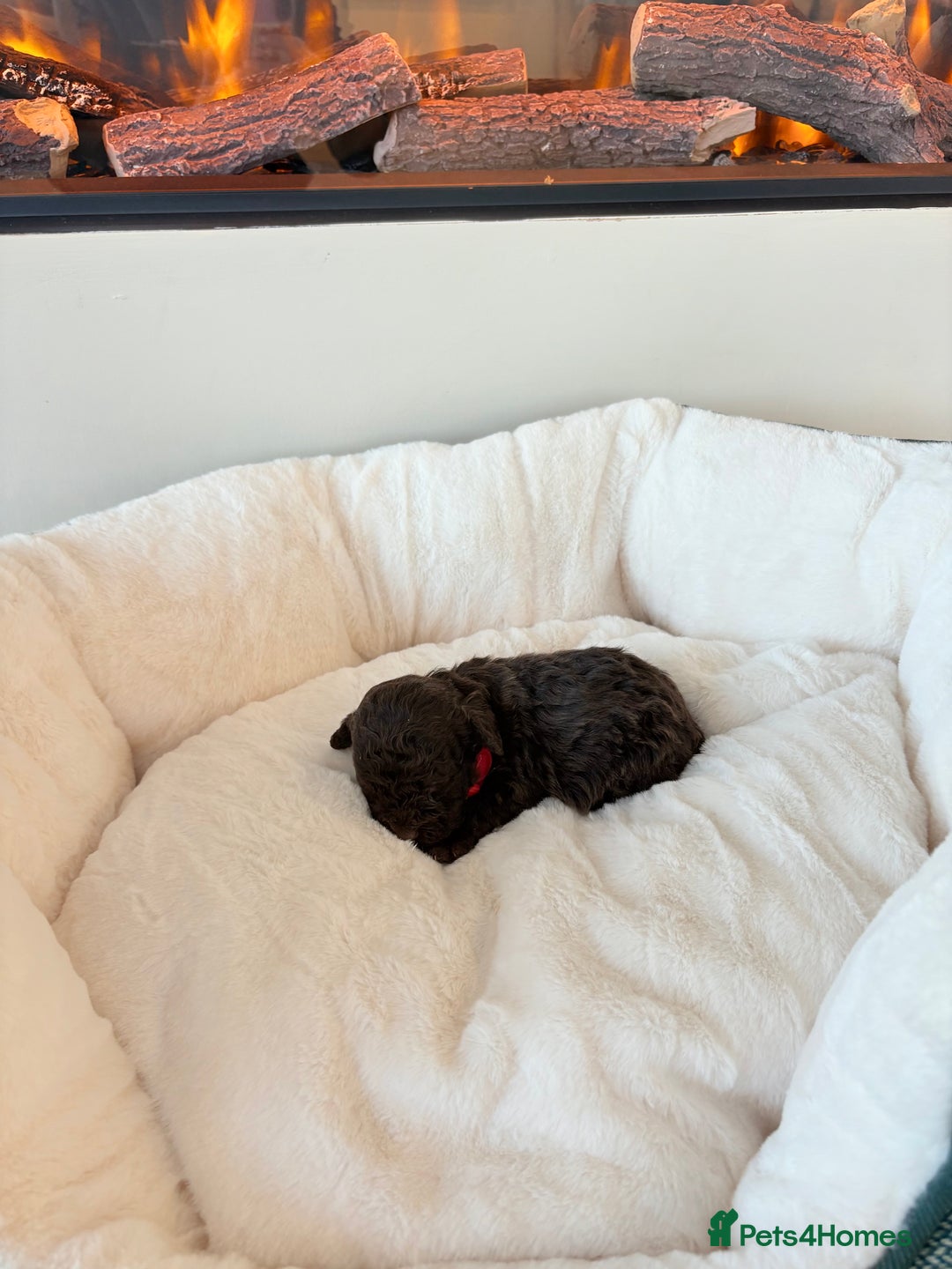 Cockapoo dogs for sale: F1B cockapoo puppies  - Advert 7