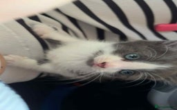Mixed Breed cats for sale: Kitchen boy - Image 1