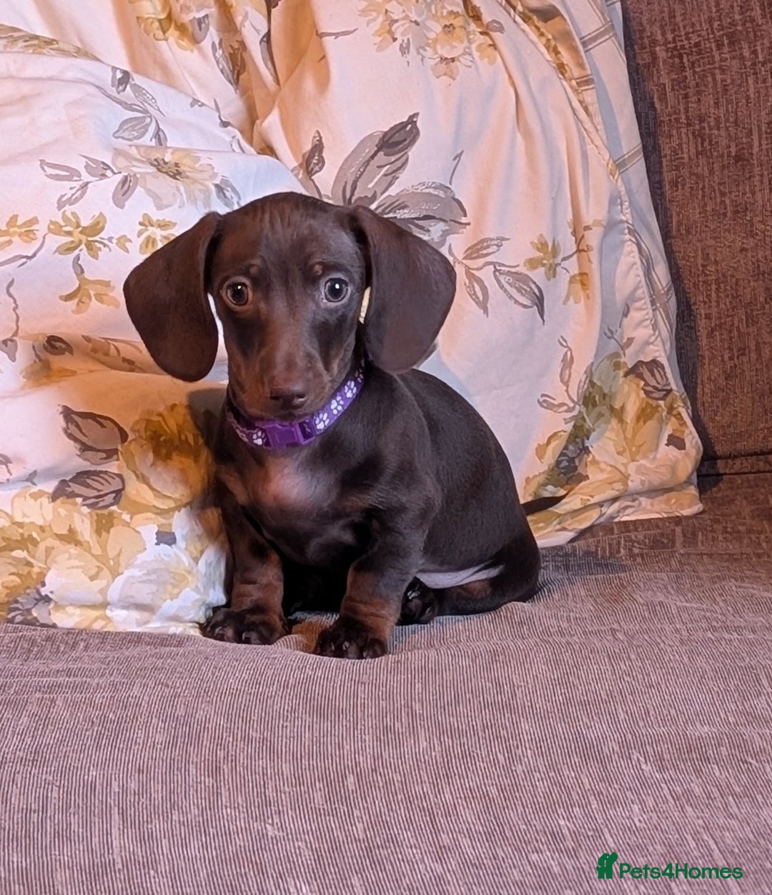 Miniature Dachshund dogs for sale: KC Miniature Dachshund ( MALE )  - Advert 3