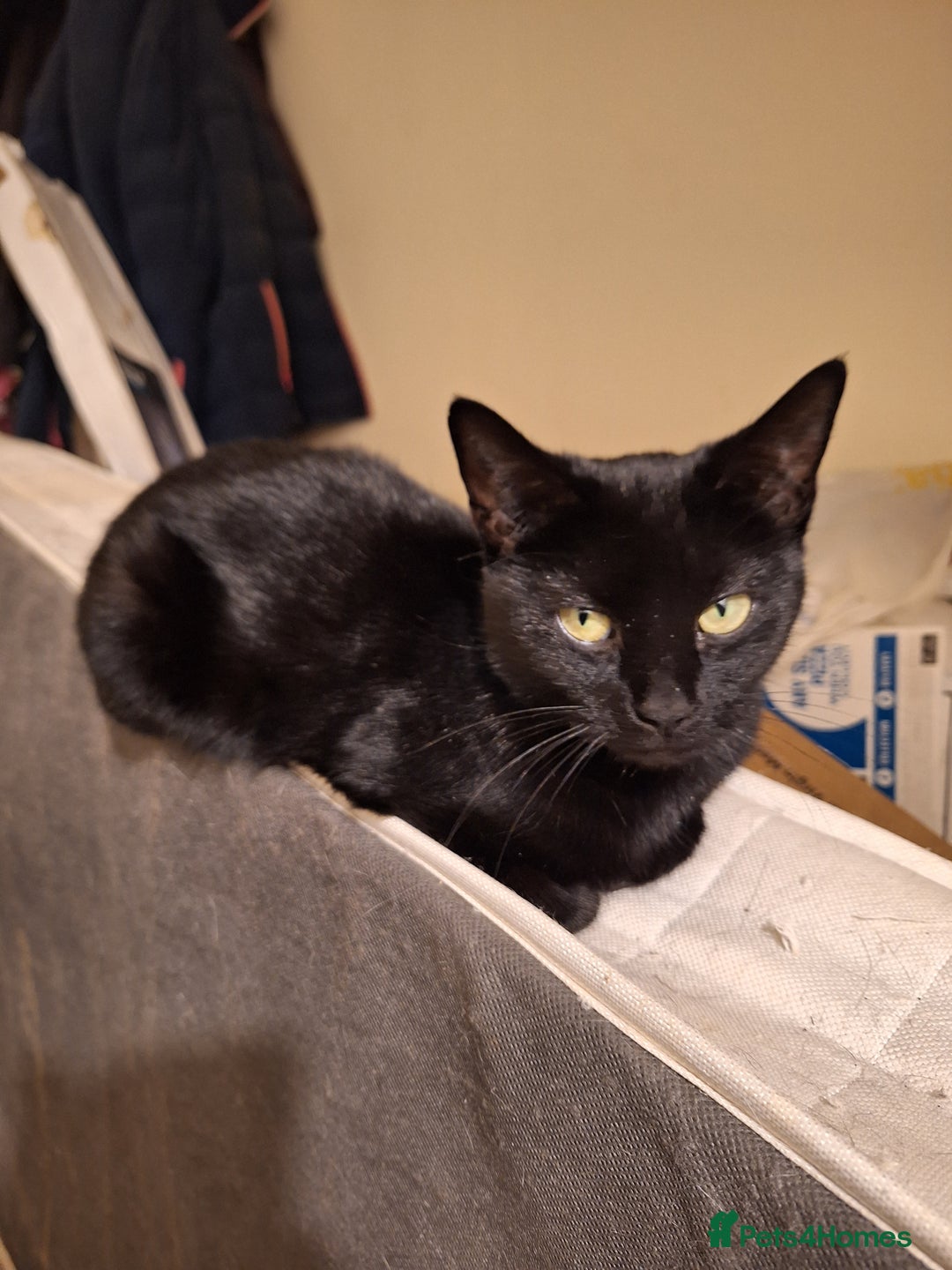 Mixed Breed cats for sale: 2 cats for rehome - Advert 4