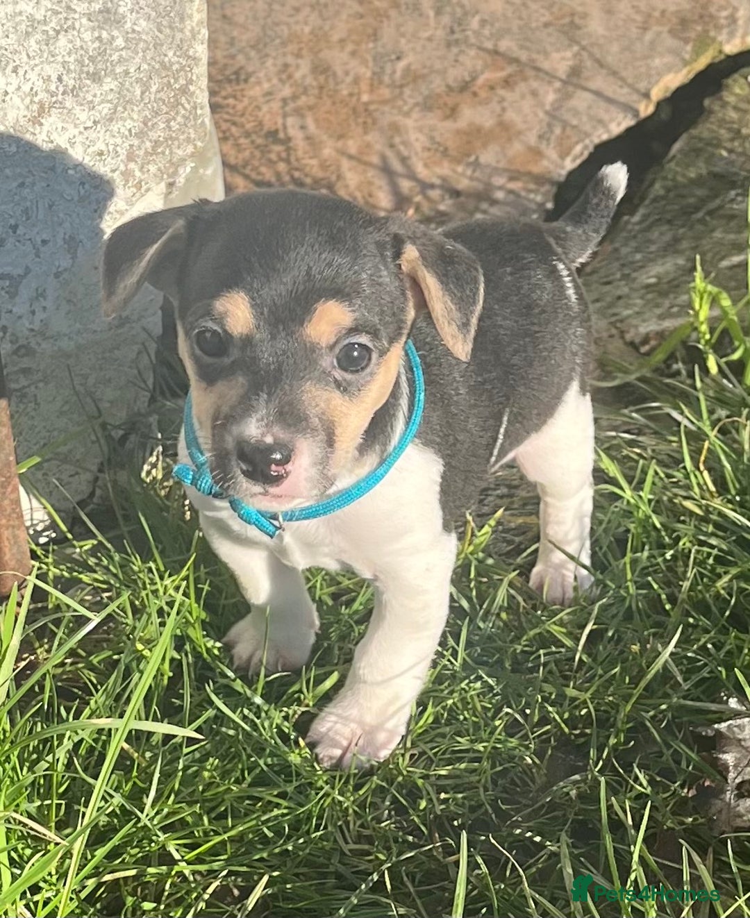 Jack Russell dogs for sale: Miniature Tri-Coloured Jack Russell Puppy - Advert 3