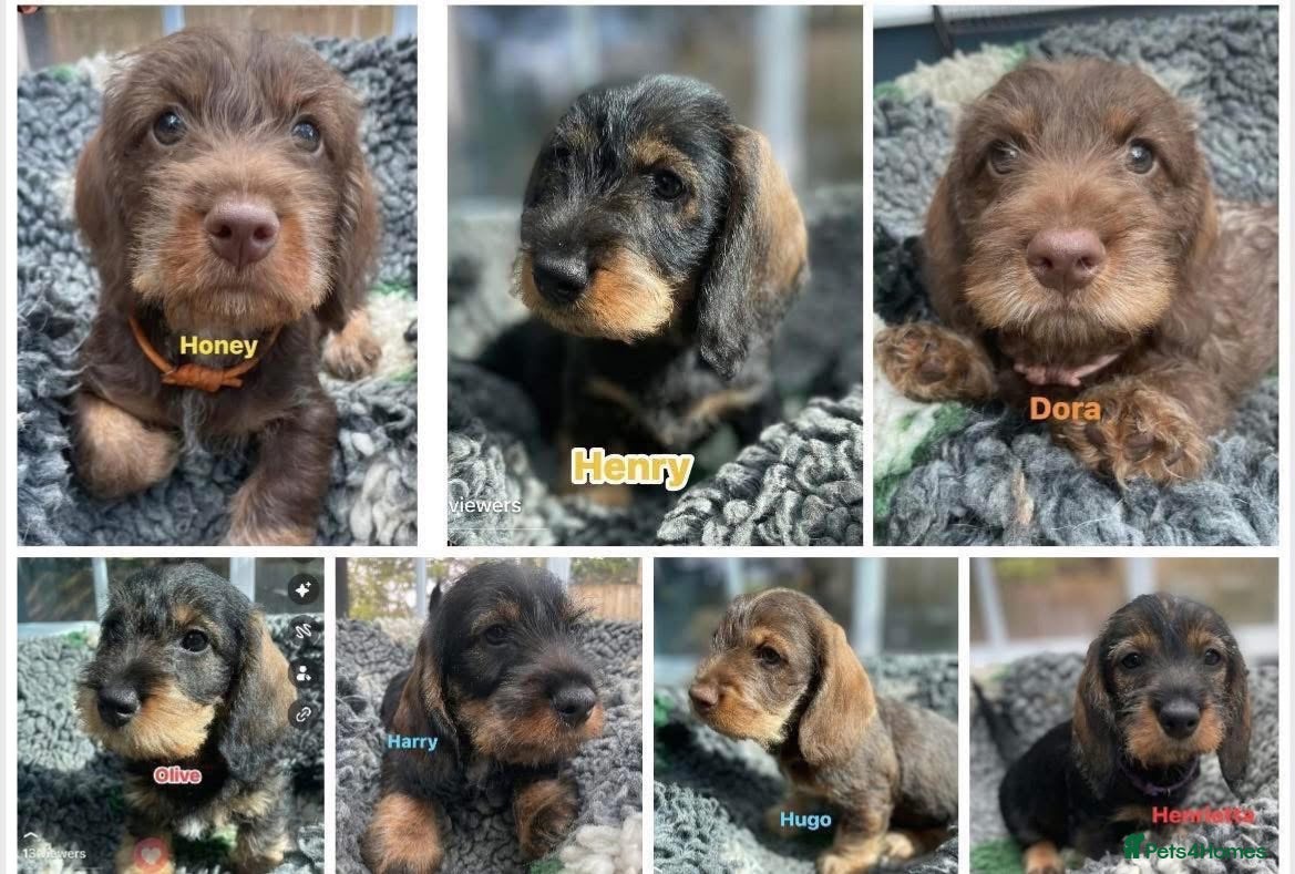 Dachshund dogs Stunning Kc standard wirehaired  - Advert 5