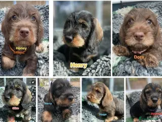 Dachshund dogs Stunning Kc standard wirehaired - Advert 6