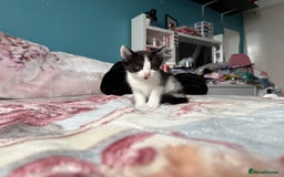 Mixed Breed cats for sale: 2 kittens! - Image 9