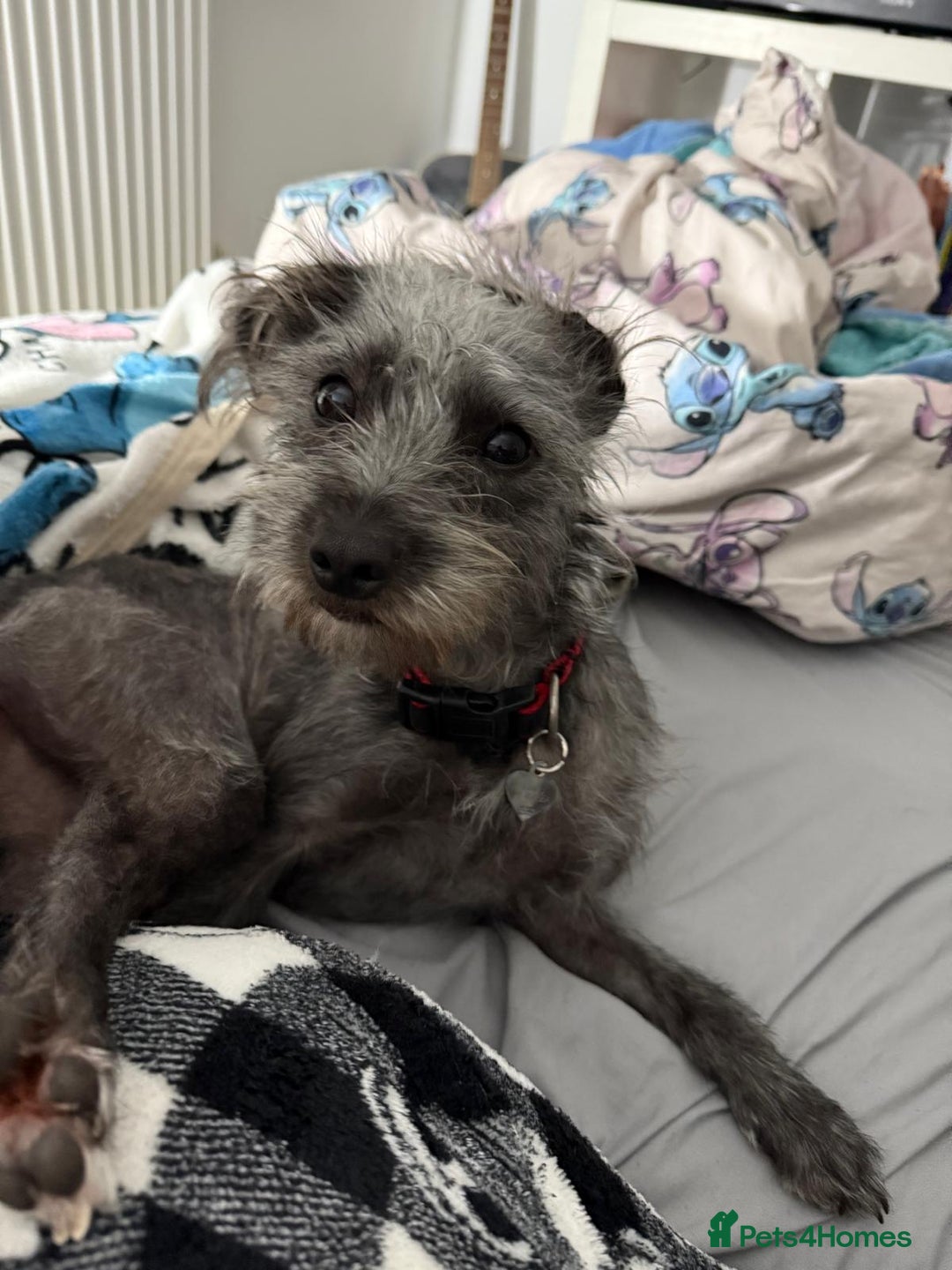 Mixed Breed dogs for sale: Lulu  - Advert 4