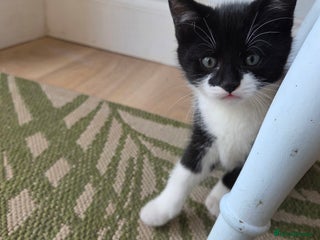 Mixed Breed cats Mixed Breed Kittens For Sale - Advert 16