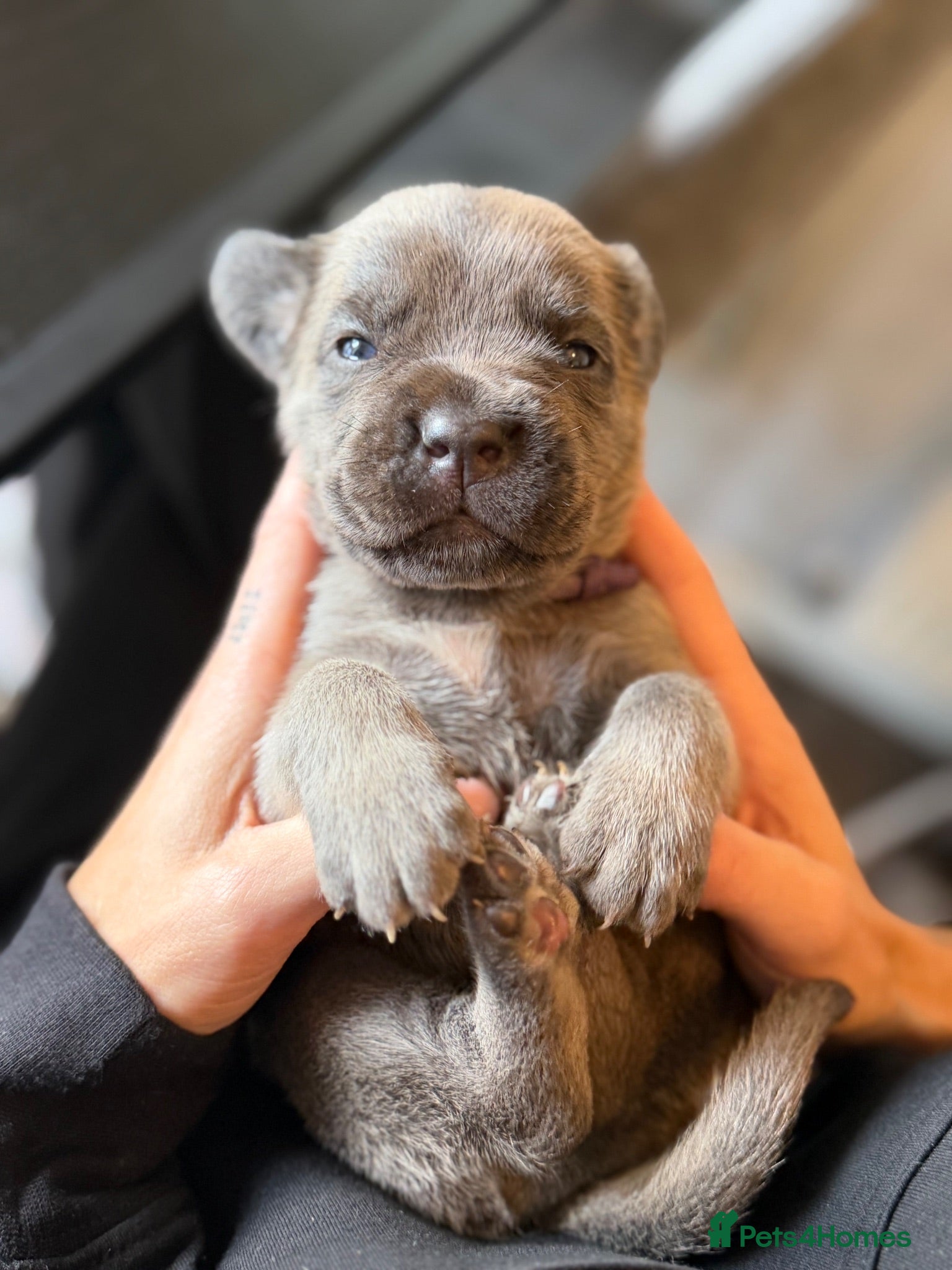 Cane Corso dogs ICCF registered, health tested, formentino pups 🏆 - Advert 1
