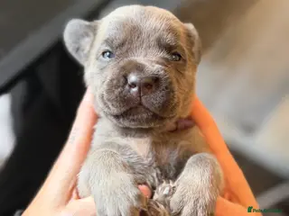 Cane Corso dogs ICCF registered, health tested, formentino pups 🏆 - Advert 1