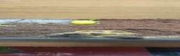 Tortoise reptiles for sale: Horsfield Tortoise & Set Up in London - Advert 5