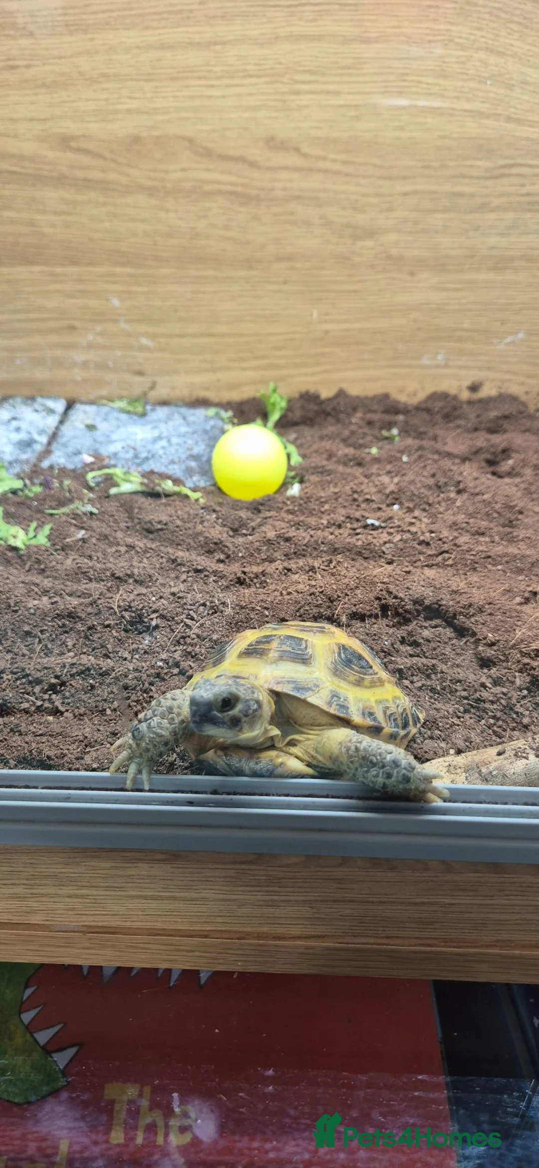 Tortoise reptiles for sale: Horsfield Tortoise & Set Up in London - Advert 5