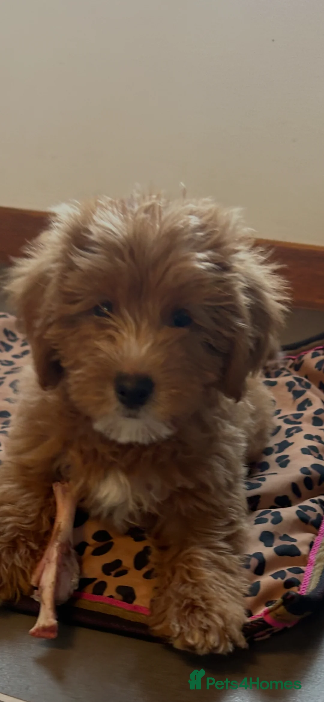 Doxiepoo dogs for sale: Beautiful doxiepoo puppies for sale  - Advert 22