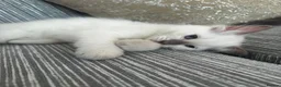 Ragdoll cats for sale: Beautiful pure Ragdolls Female and Male - Advert 10